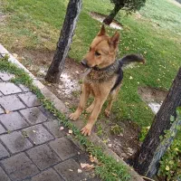 سگ ژرمن