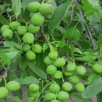 نهال های خوشه ای گردو های مقاوم به سرما گلدانی