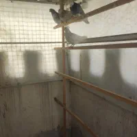 کفتر زیبا پرشی