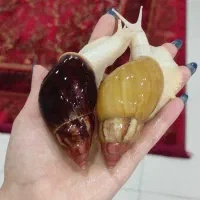 حلزون و ملزومات نگهداری
