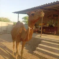 شترنر|حیوانات مزرعه|بندرعباس, |دیوار