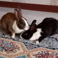 دوتا خرگوش هردو ۹۰۰ تومن