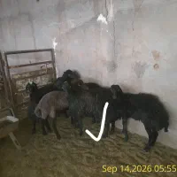 بره  قوچی