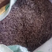 زیره کوهی اسفندقه