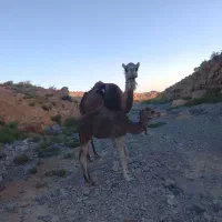 شتر بابچه شتر نر