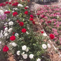 خدمات باغبانی