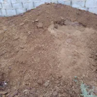 کودحیوانی
