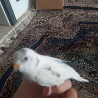 جفت دستی معاوضه