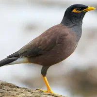 مرغ مینا