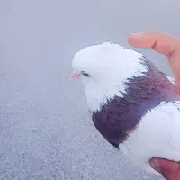 شاوور