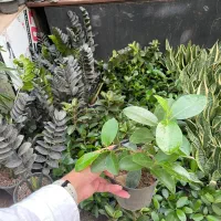 فروش مستقیم و عرضه گیاهان زینتی کوچک