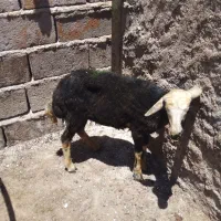 بره ماده پرخوری کرده