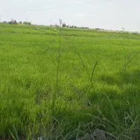 بذرشالی فجردمسیاه