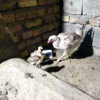 مرغ دورگ باسه عدد جوجه