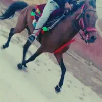 اسب نریون
