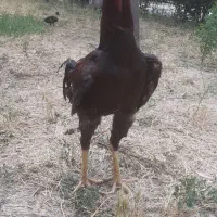 خروس لاری