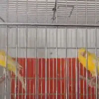 قناری رسمی بلند .