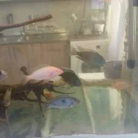 سیچلاید ماکرو کت فیش لجن خوار