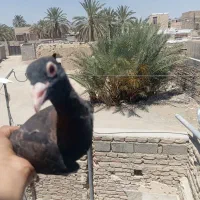 کبوتر|پرنده|سراوان, |دیوار