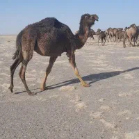 شتر