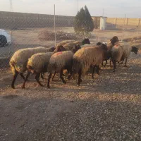 بره پرواری ،‌جفتی 110کیلو،