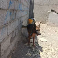 ژرمن نرمعاوضه باماده اصیل ژرمن