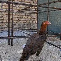 مرغ لاری اصیل افغان