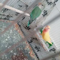 عروس‌هلندی‌و‌کوتوله