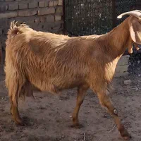 بز شیرا وگوشتی
