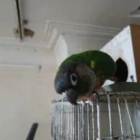 یک ماده آماده به شرط