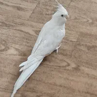 ۴ تا عروس هلندی آلبینو