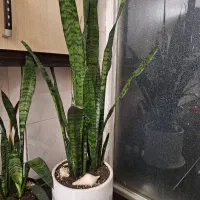 گل سانسورها