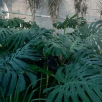 حراج گل و گیاه /عمده