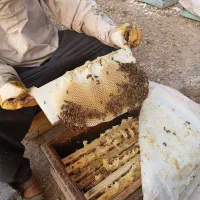 فروش زنبور عسل