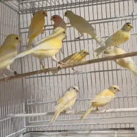 جوجه قناری رد فاکتور و موزاییکی