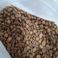 پخش دانه قهوه