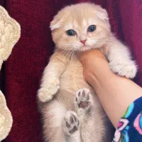 گربه اسکاتیش