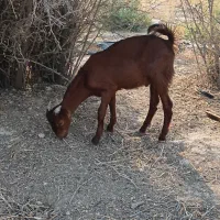 بز داشته