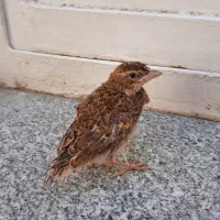 قناری یکماعه و کوتوله صحبتی