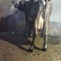 یک راس گاولیموزین