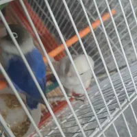 طوطی برزیلی نر ماده آماده تخم گذاری مولد هستش بشرط