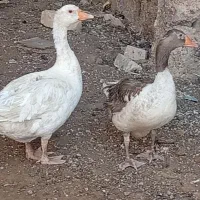 فروش غاز نرو ماده درشت