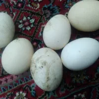 تخم مرغ نطفه دار بلک استار