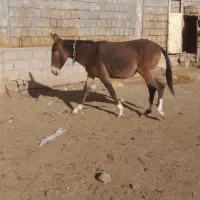 فروش پنج راس کره قاطر سه تا نرک دوتا ماچه وارسال