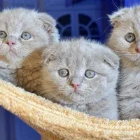 اسکاتیش های خرسی
