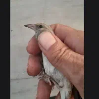 سهره دورگ