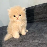 گربه بریتیش