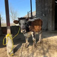 گوساله لیشه ماده