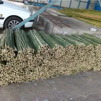 فروش قیم بامبو قیم نهال پسته قیم انگور قیم نهال