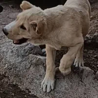 سگ سراب افغان